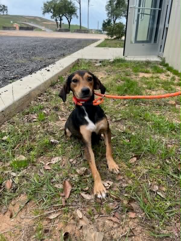 Sara Lee - Beagle