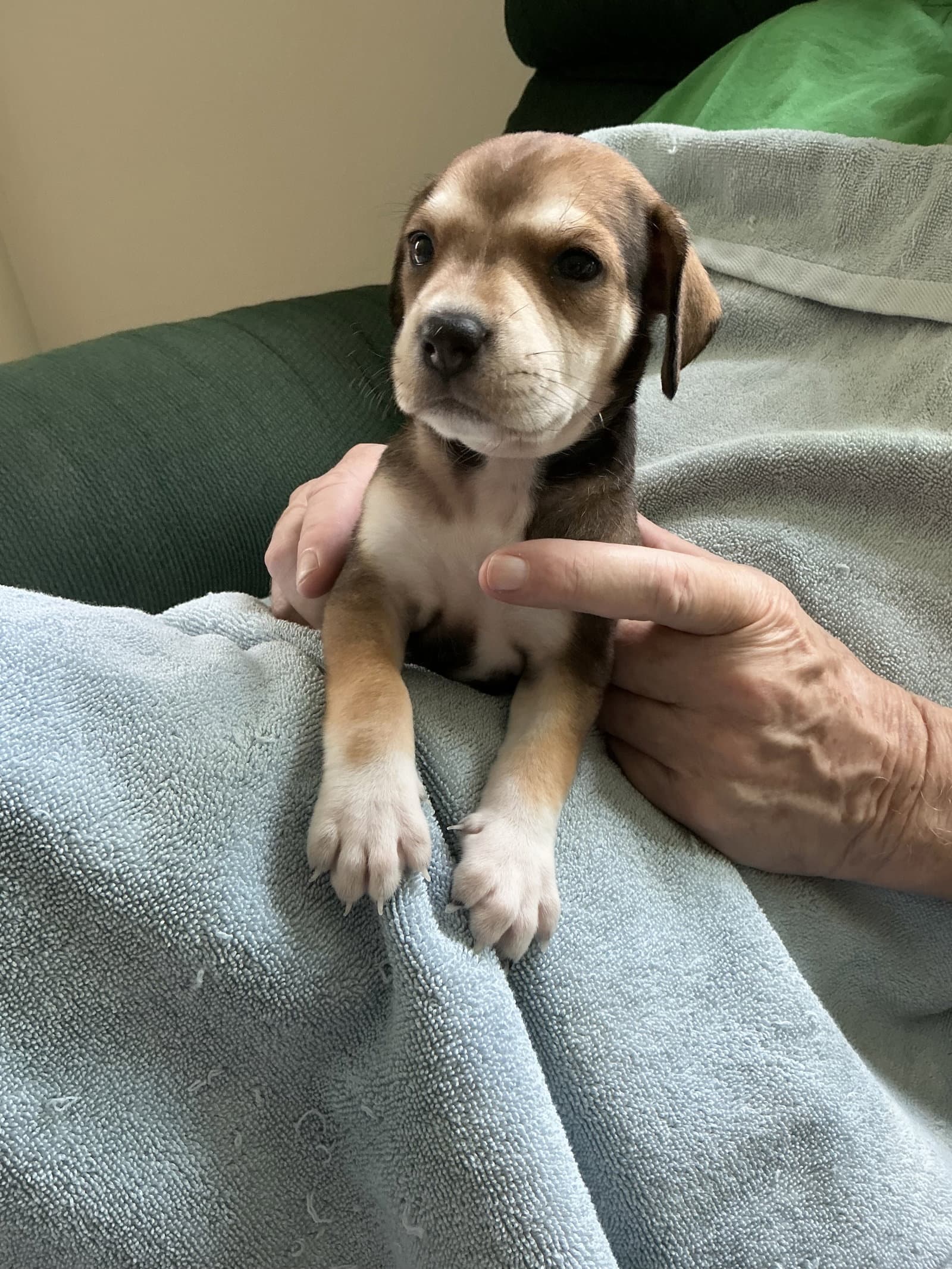 Sara Lee's Pup Otter - Beagle
