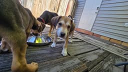 Sara Lee's Pup Otter image 3