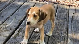 Sara Lee's Pup Otter image 4