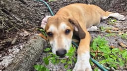 Sara Lee's Pup Otter image 2