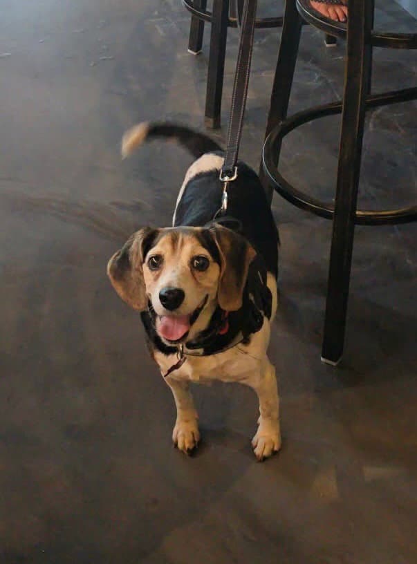 Aunt Polly - Beagle