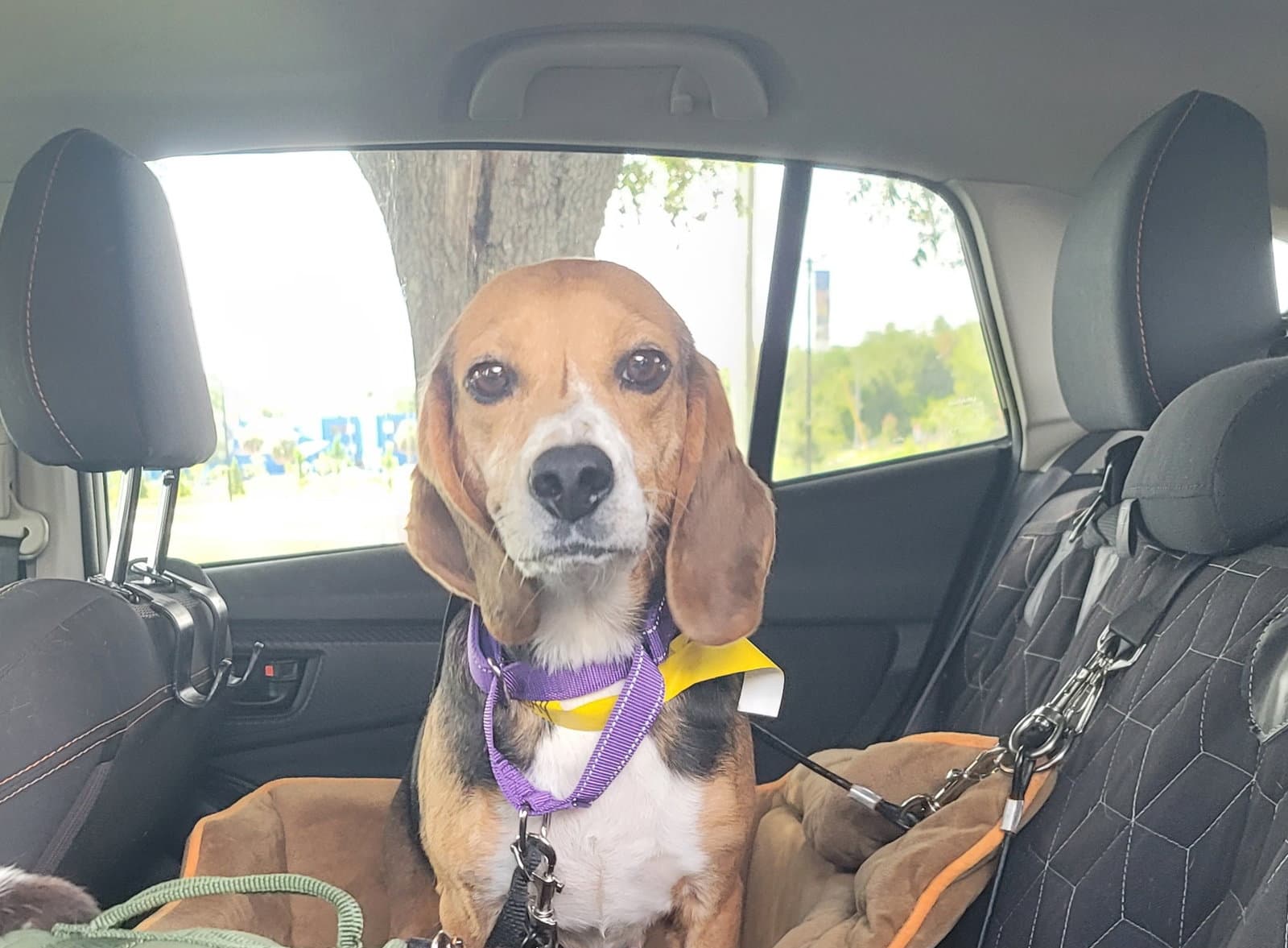 Sabrina Fair - Beagle
