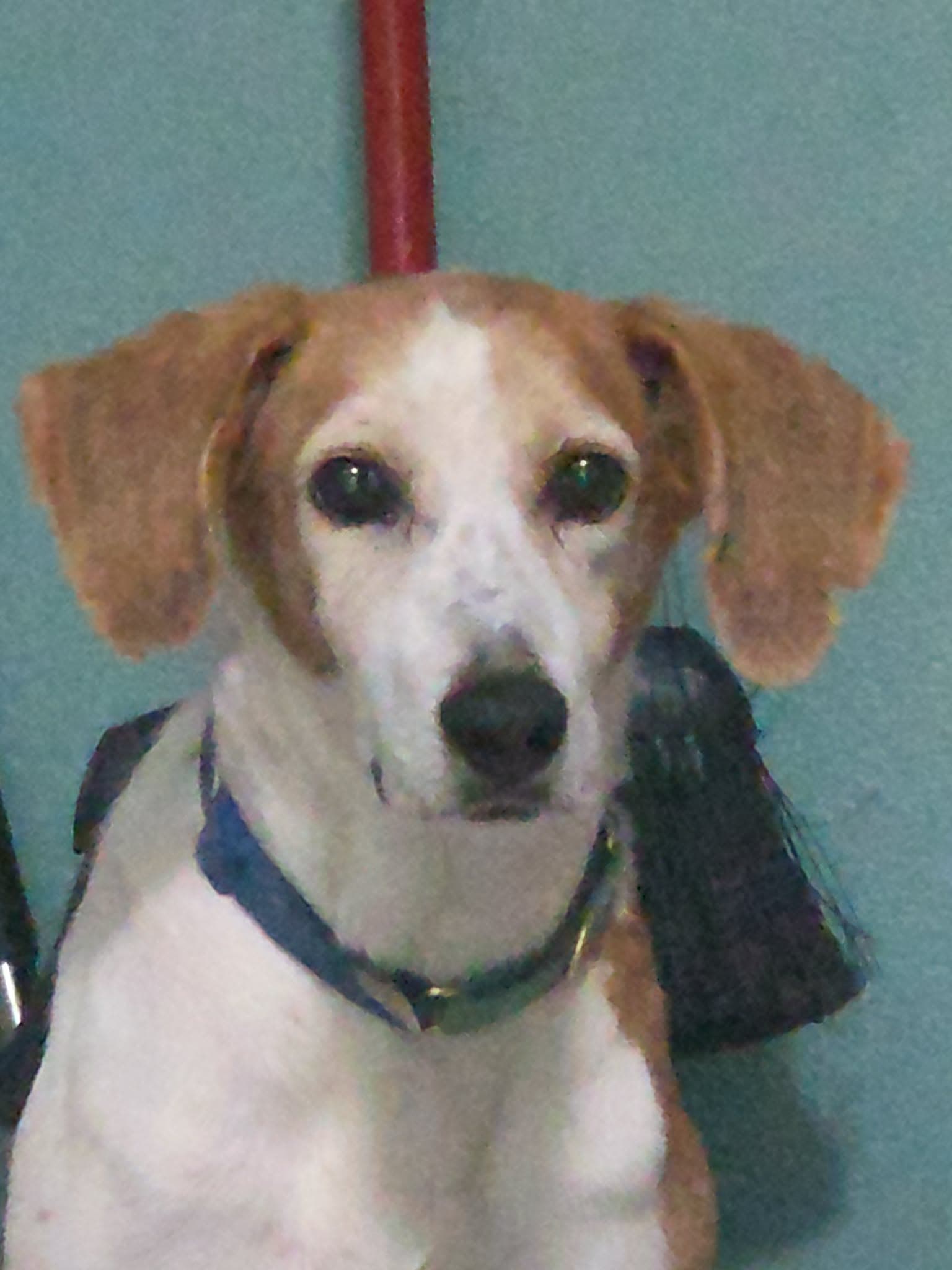 Duncan Hines - Hound