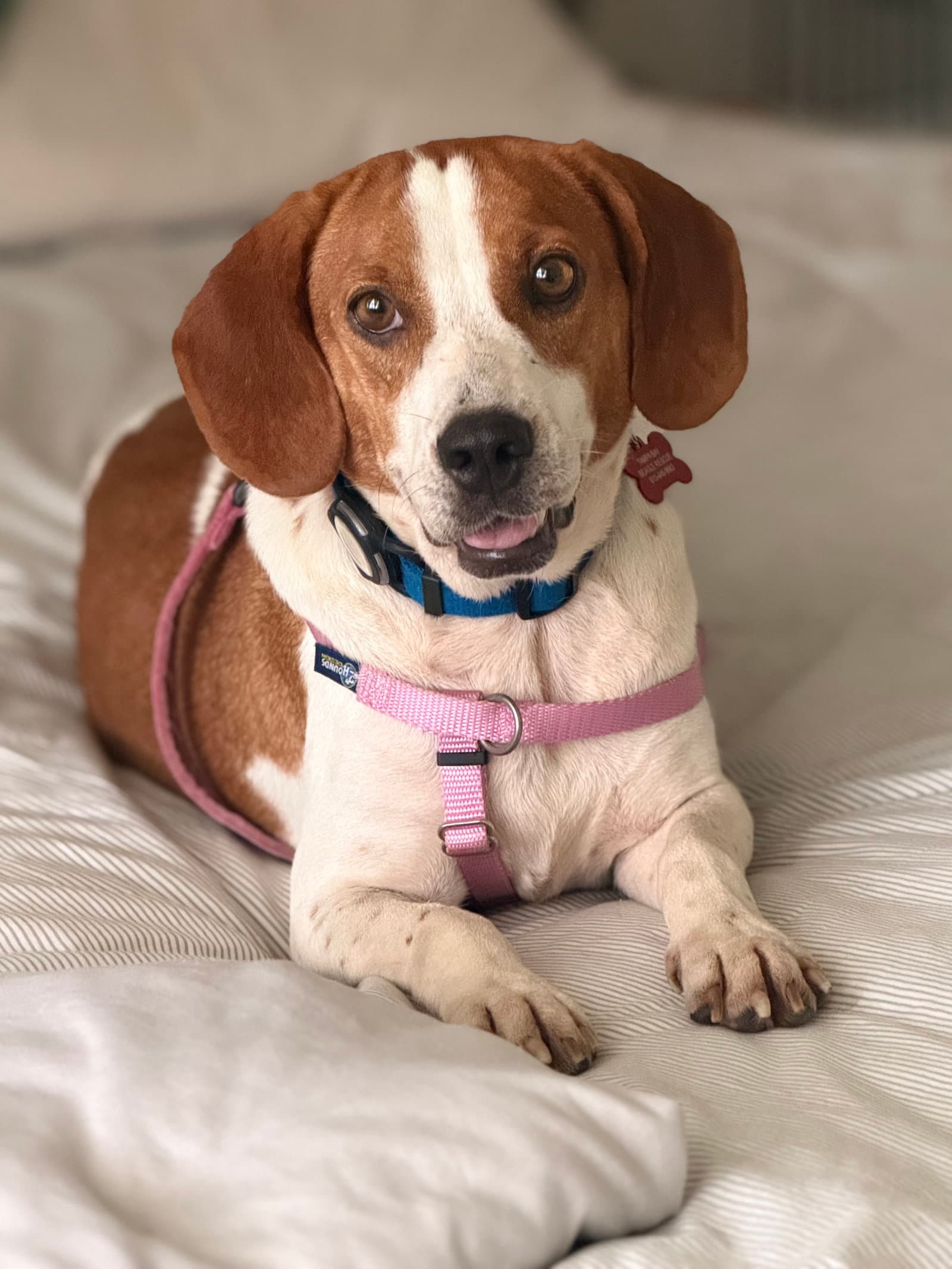 Lili Pad - Beagle