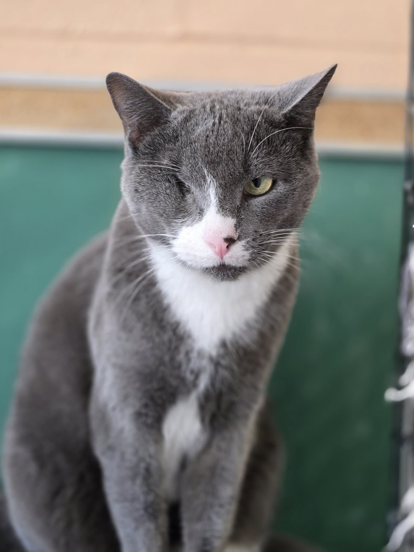 Bella - Domestic Short Hair