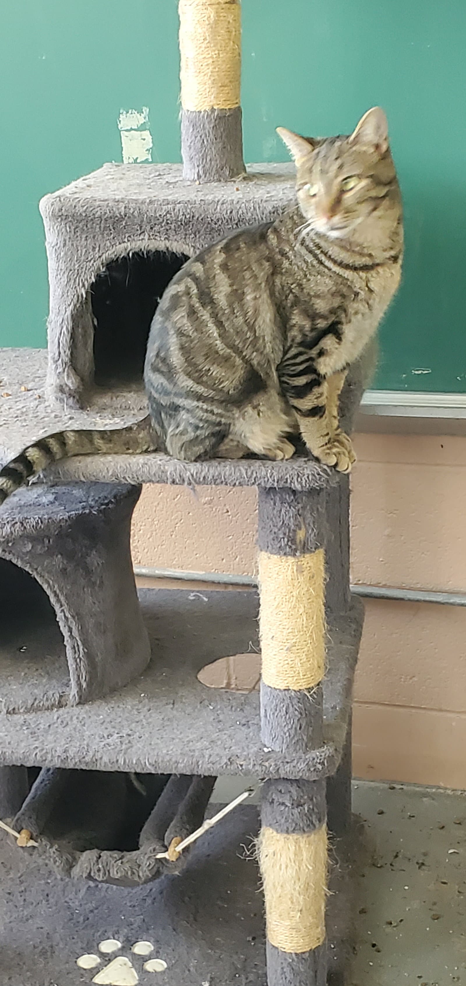 Vader - Domestic Short Hair