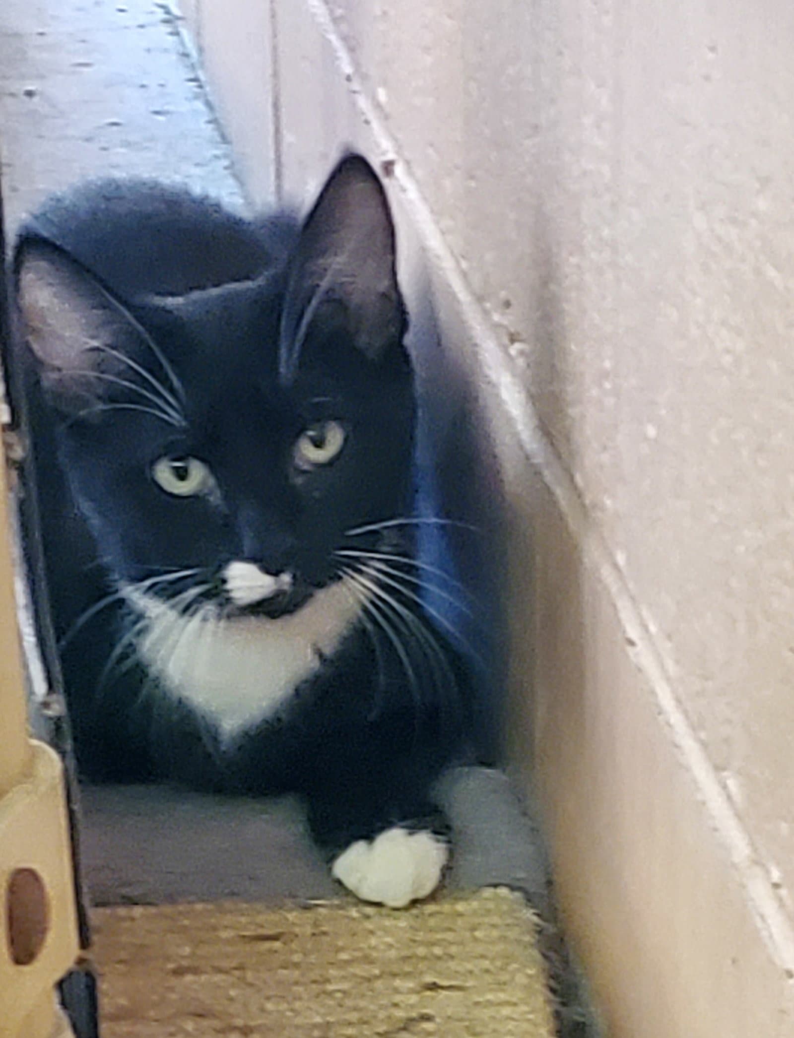 Blackberry - Domestic Short Hair