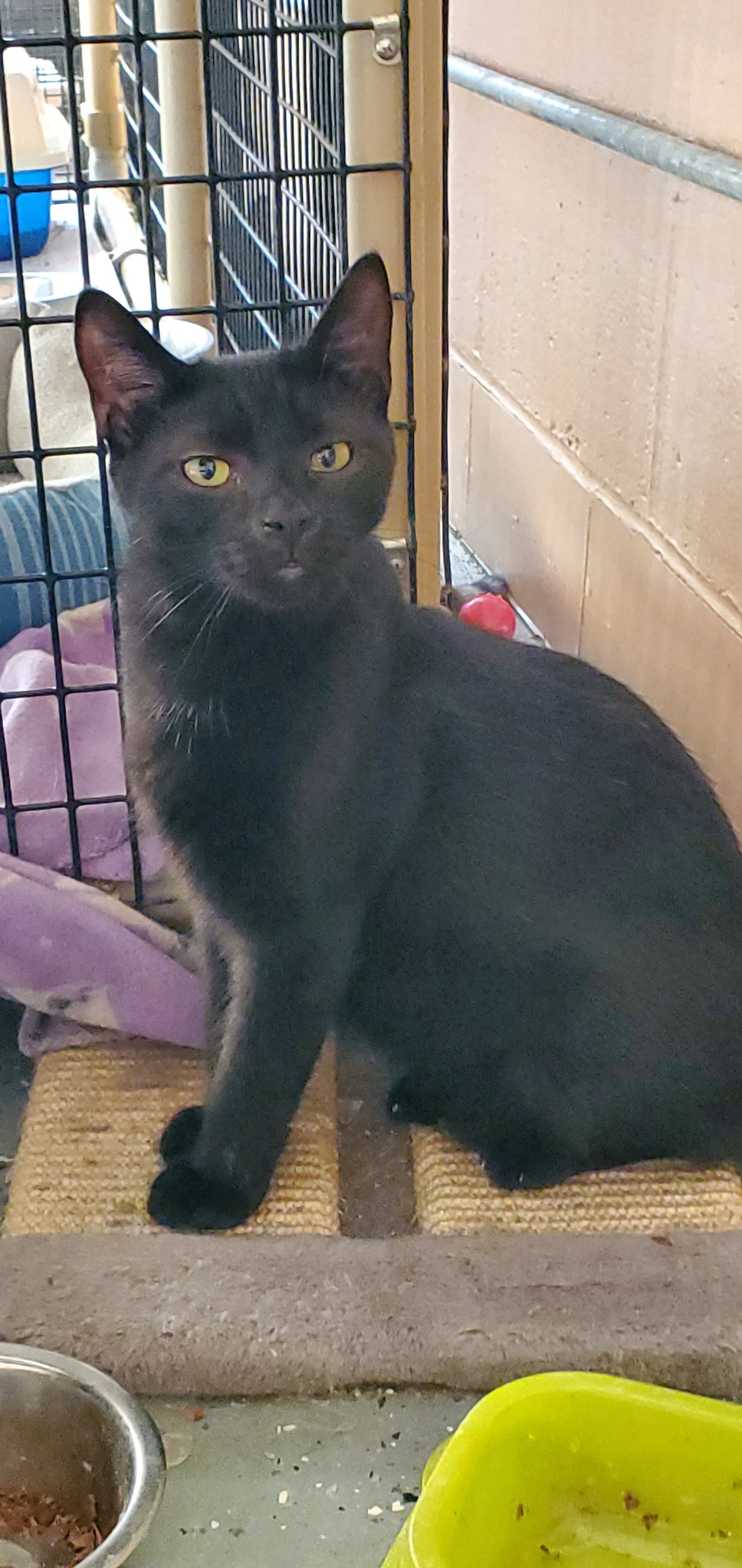 Shadow - Domestic Short Hair
