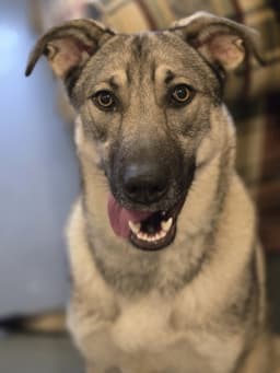 Moxie image 1