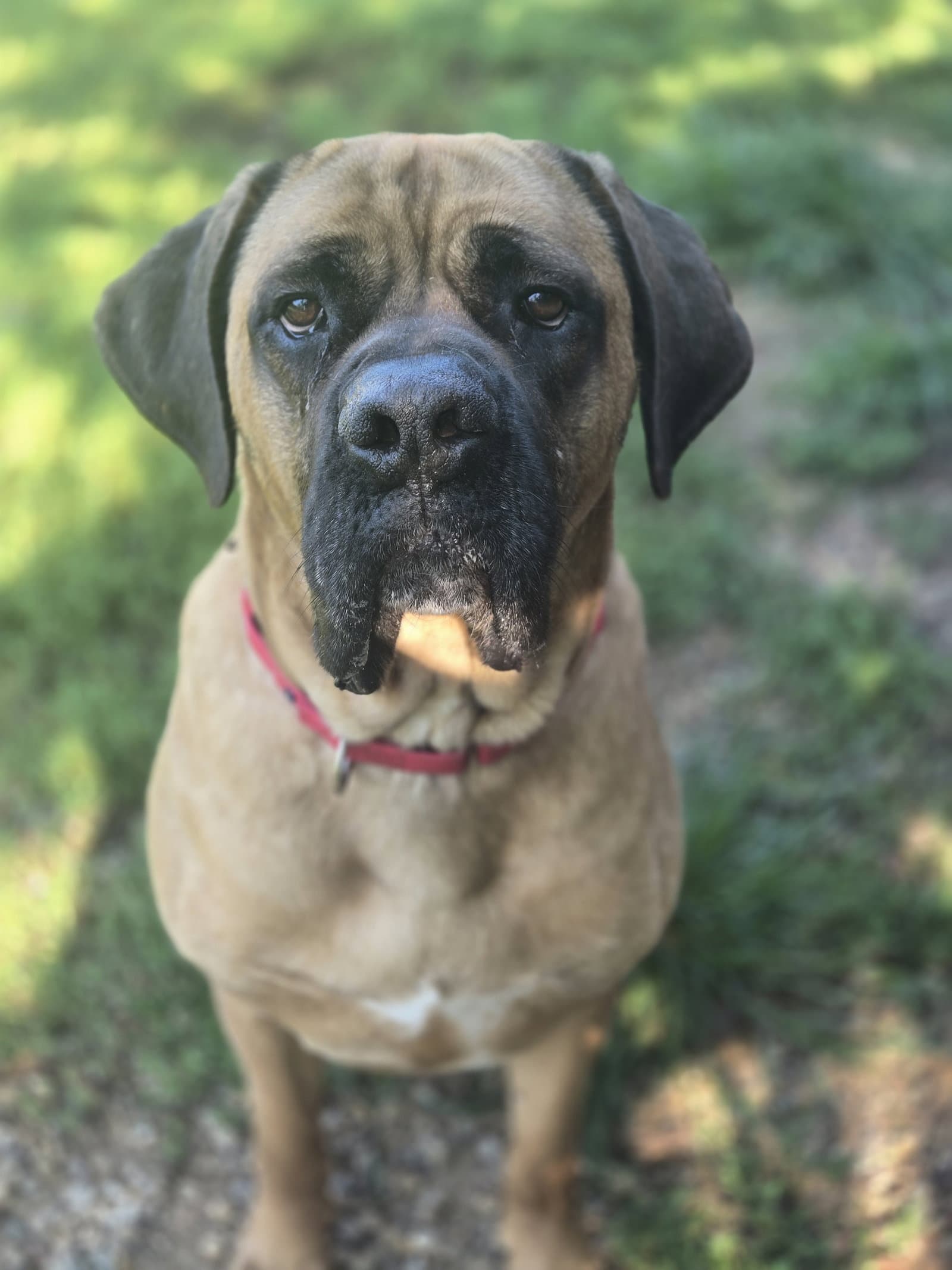 Duke - Mastiff
