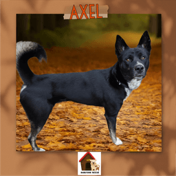 Axel image 1