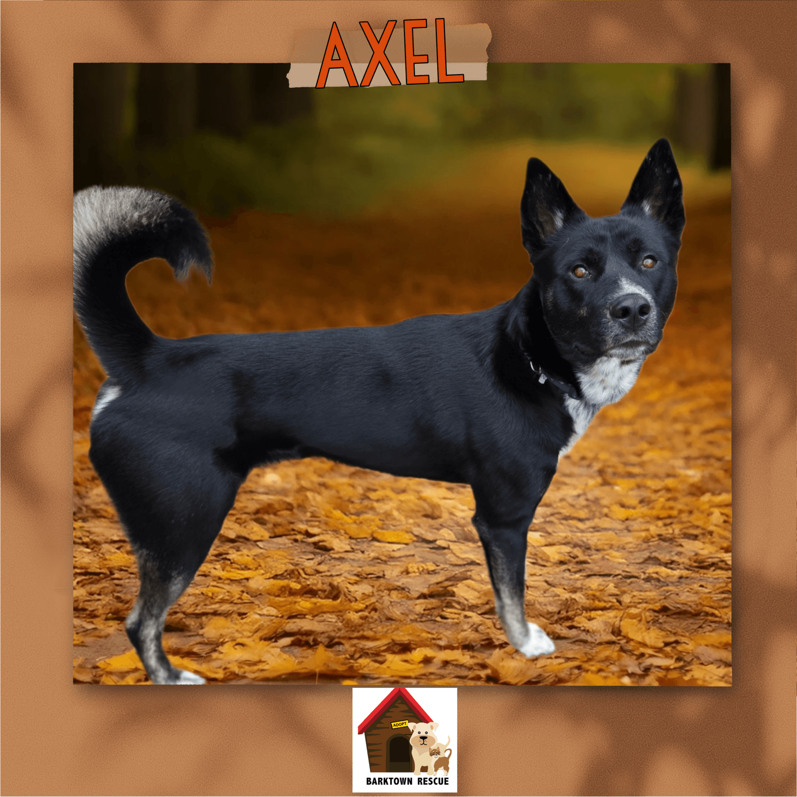 Axel - Siberian Husky