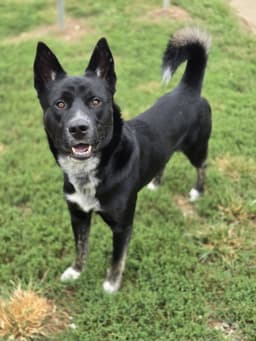 Axel image 2