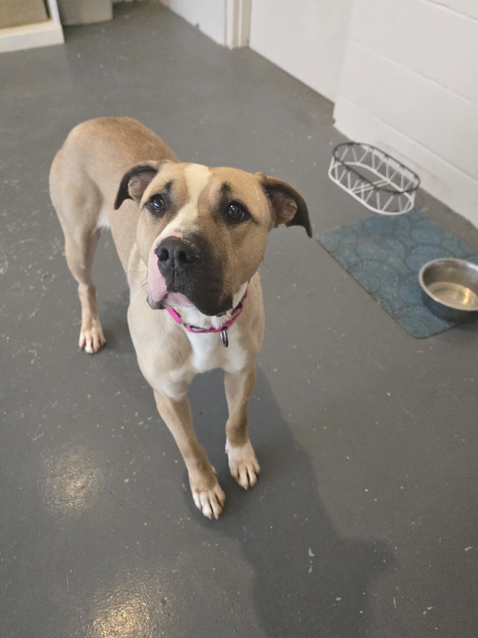 Macy - American Staffordshire Terrier