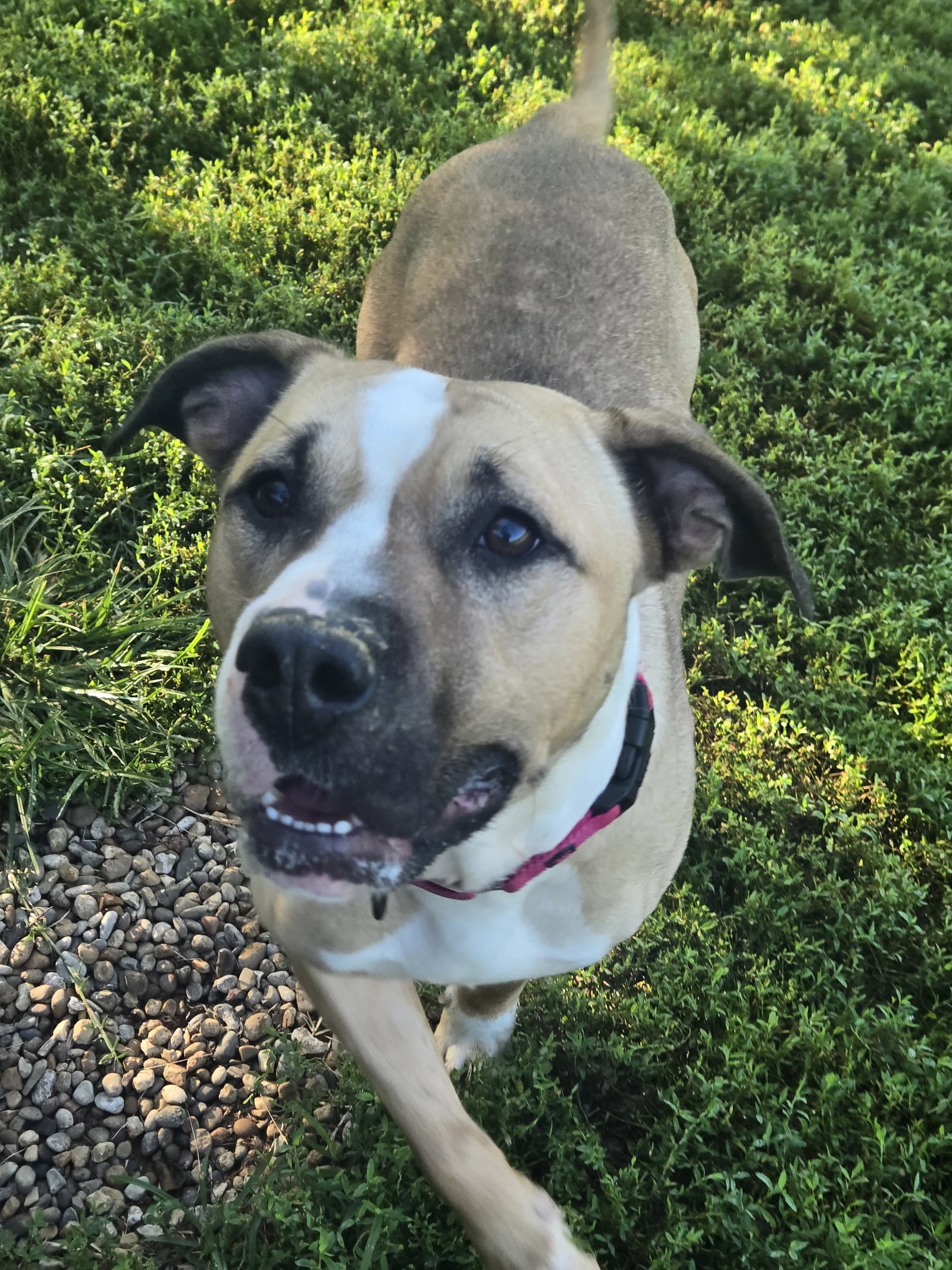 Macy - American Staffordshire Terrier