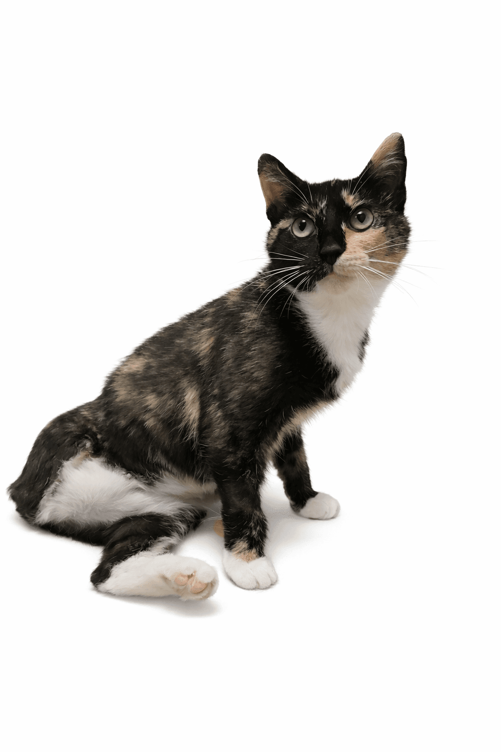 Tofu - Tortoiseshell