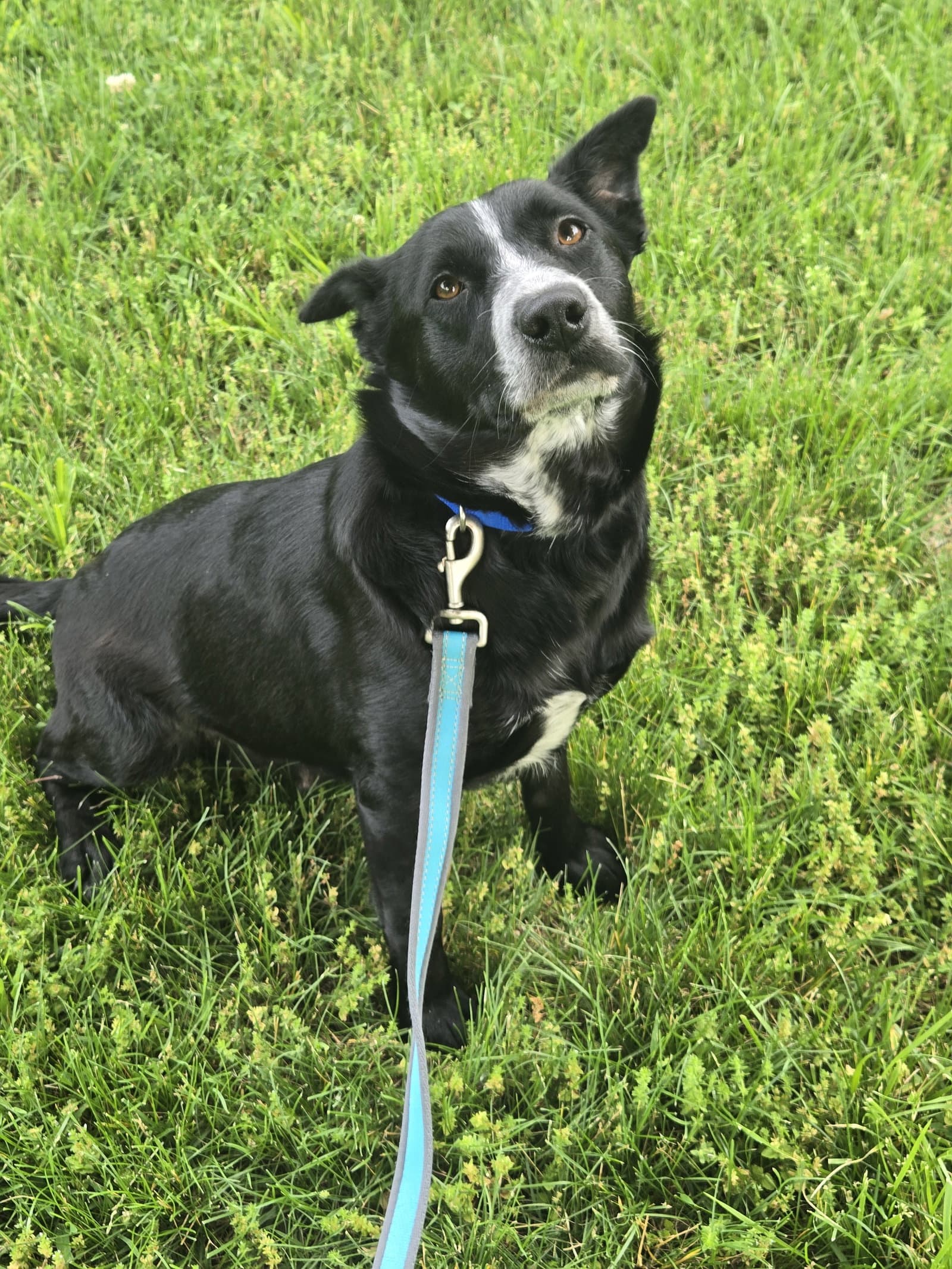 Daisy - Australian Cattle Dog/Blue Heeler