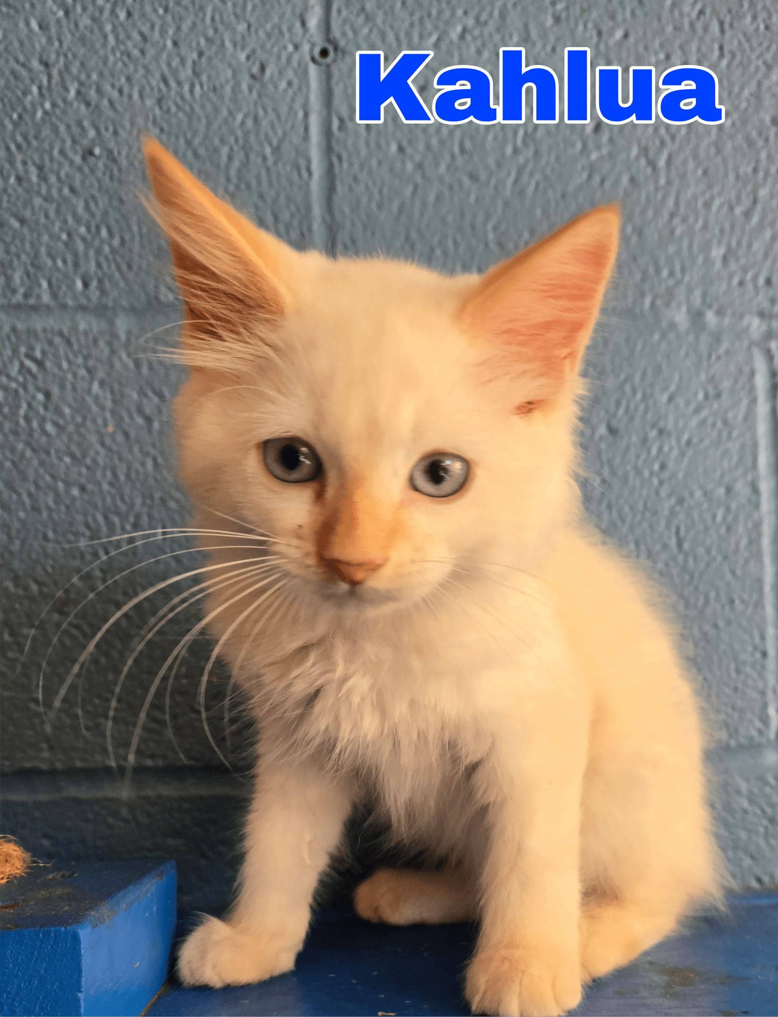 Kahlua - Domestic Medium Hair