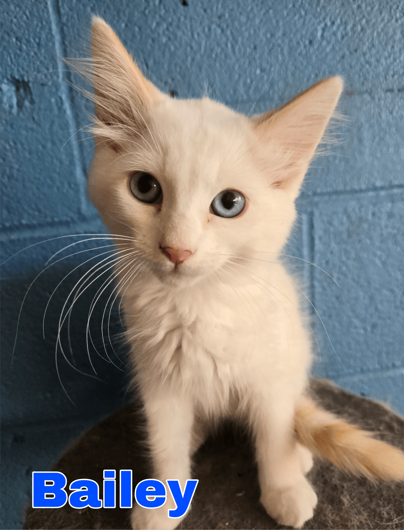Bailey - Domestic Medium Hair
