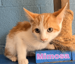 Mimosa image 1