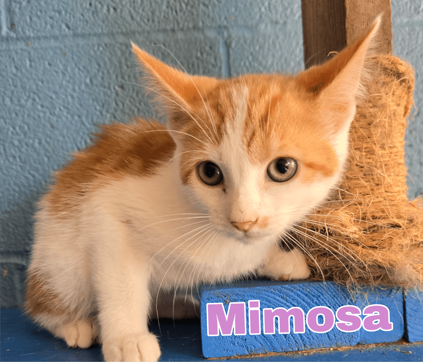Mimosa