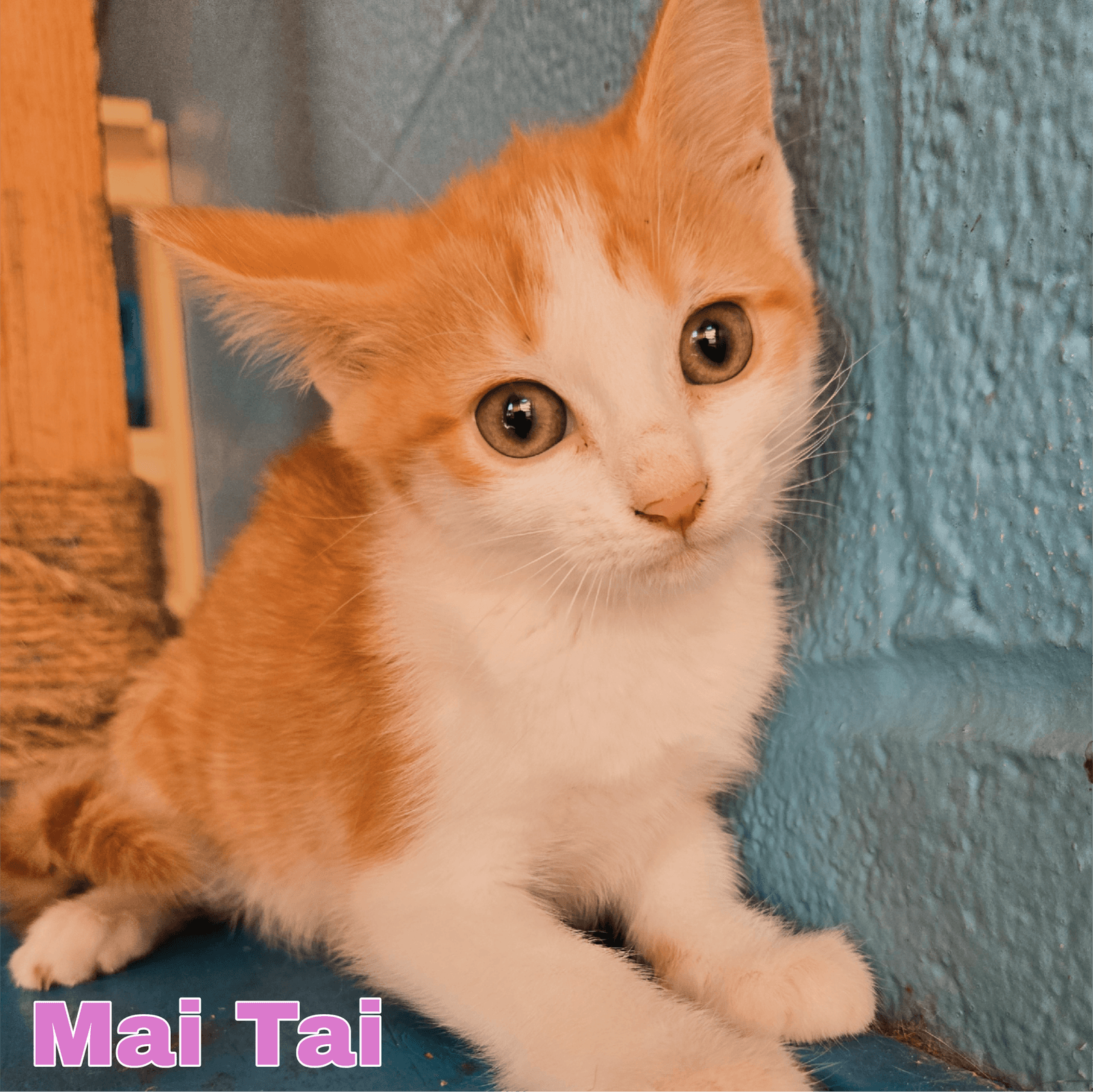 Mai Tai - Domestic Medium Hair