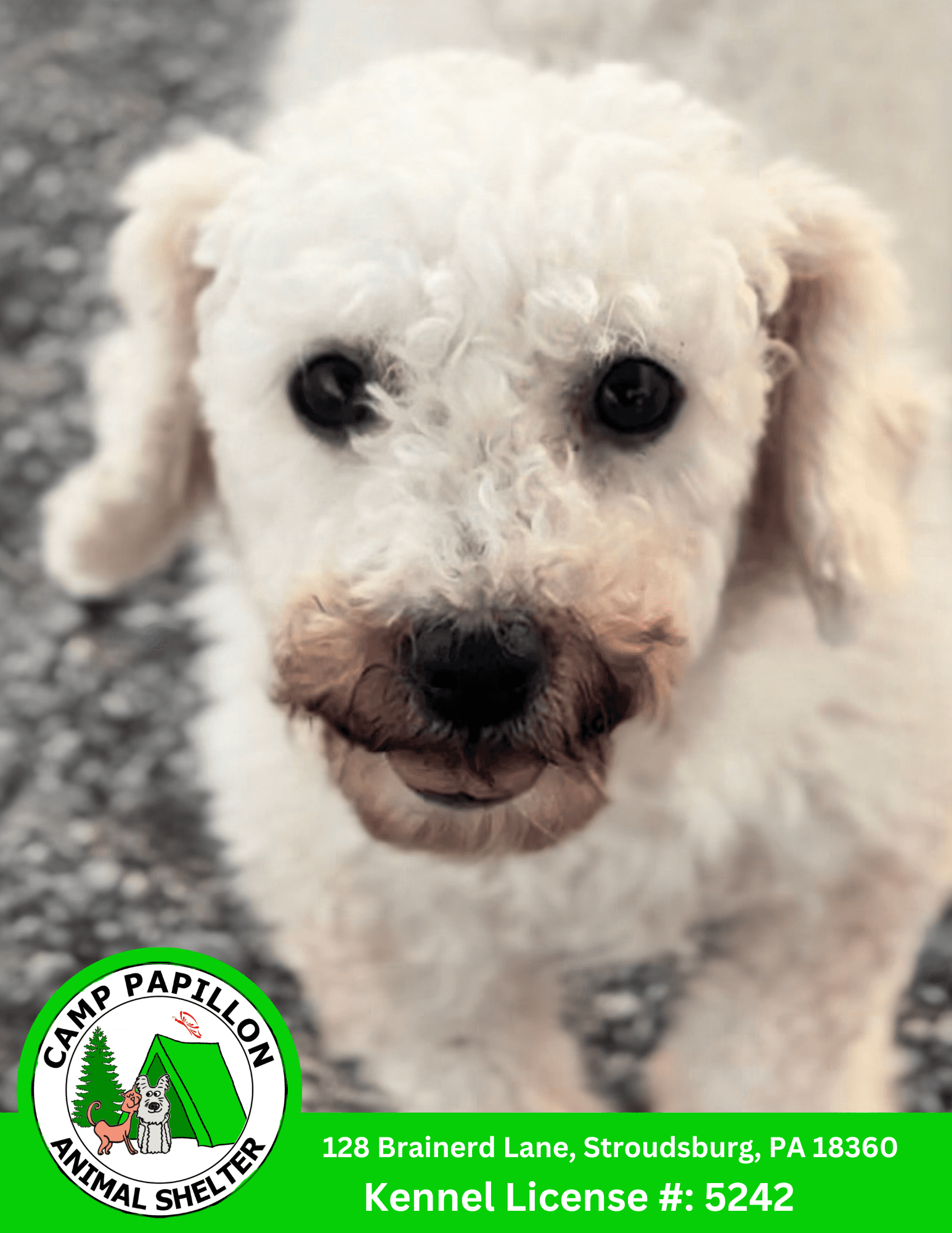 Rhonda - Bichon Frise