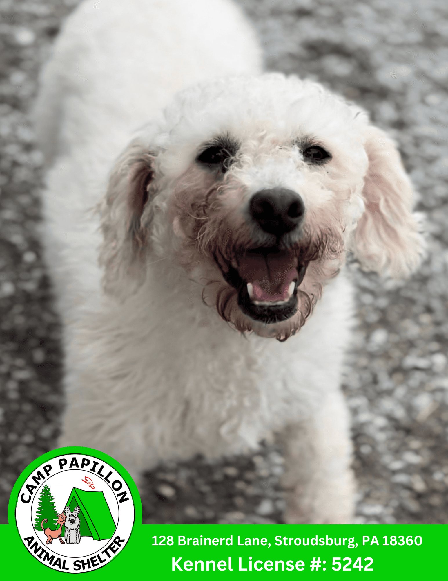 Lorretta - Bichon Frise