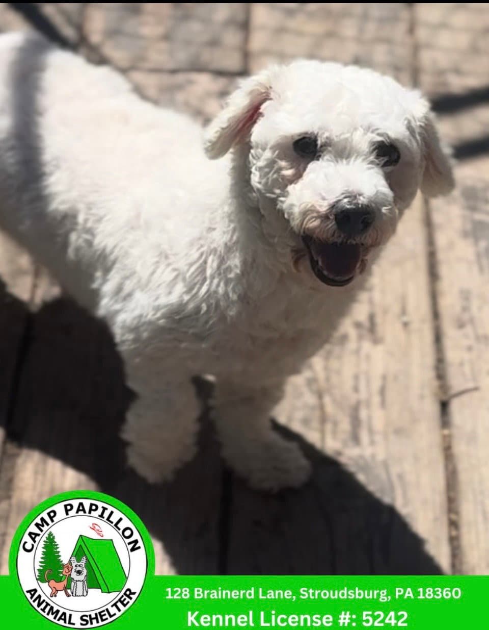 Tina - Bichon Frise