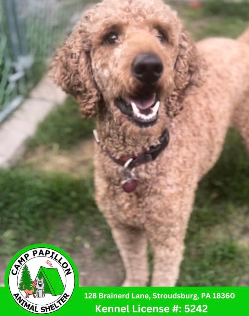 Rama - Poodle (Standard)
