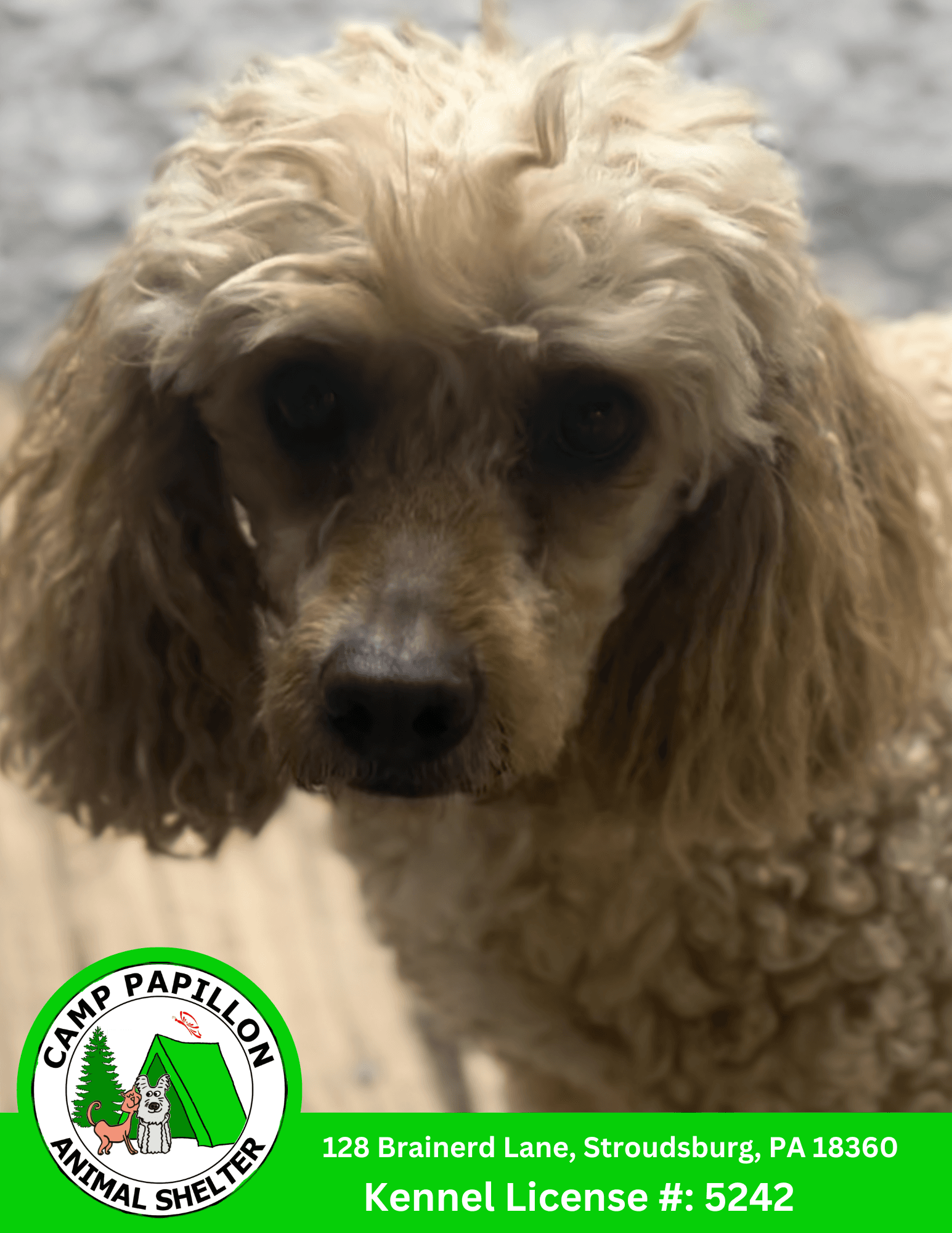 Warren - Poodle (Miniature)