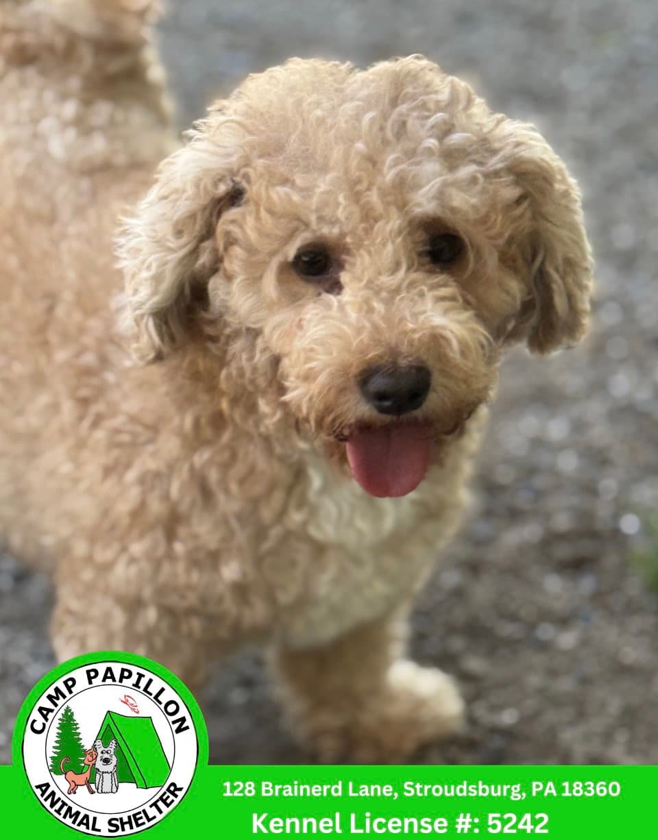 Lillipup - Bichon Frise