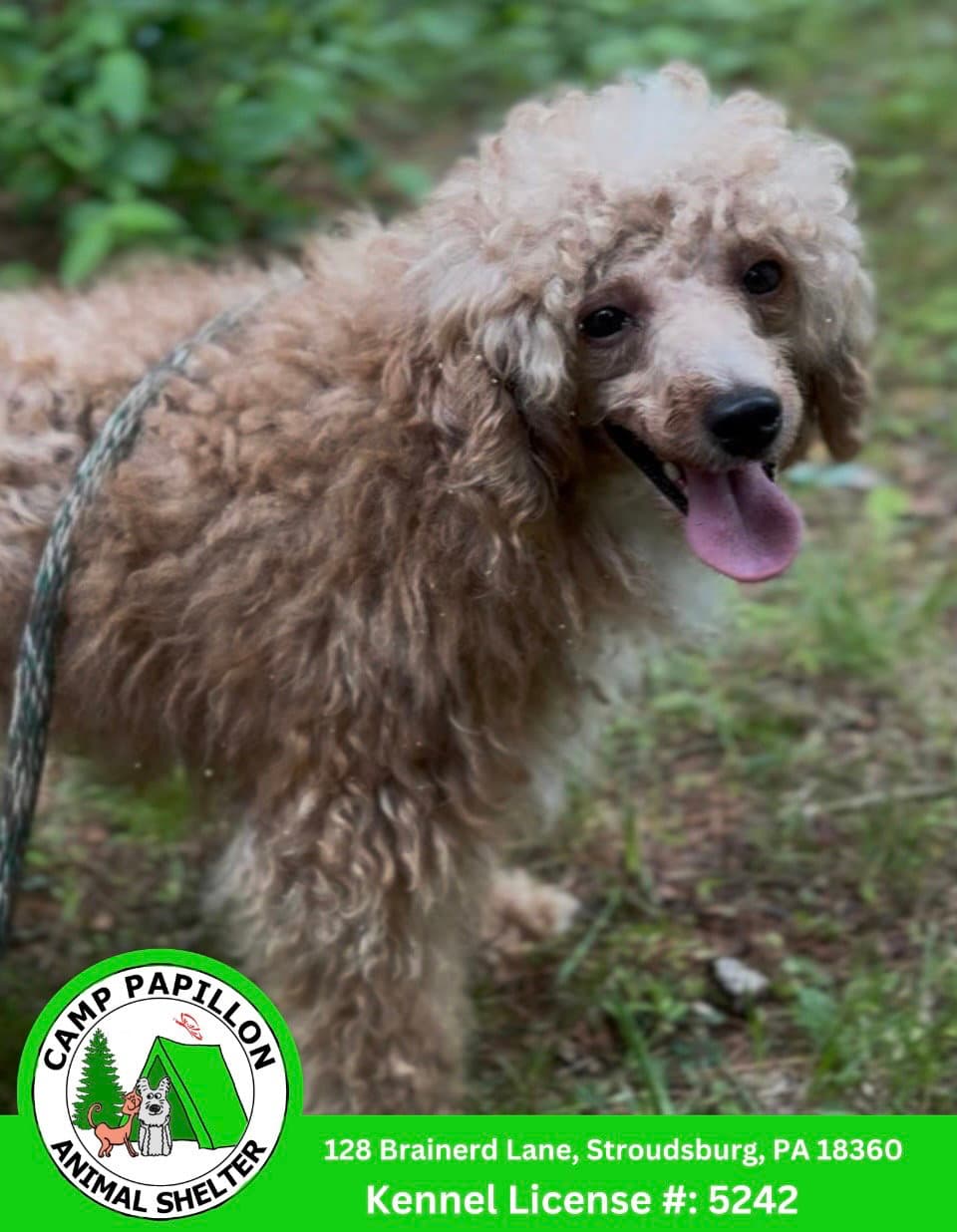 Buffett - Poodle (Miniature)