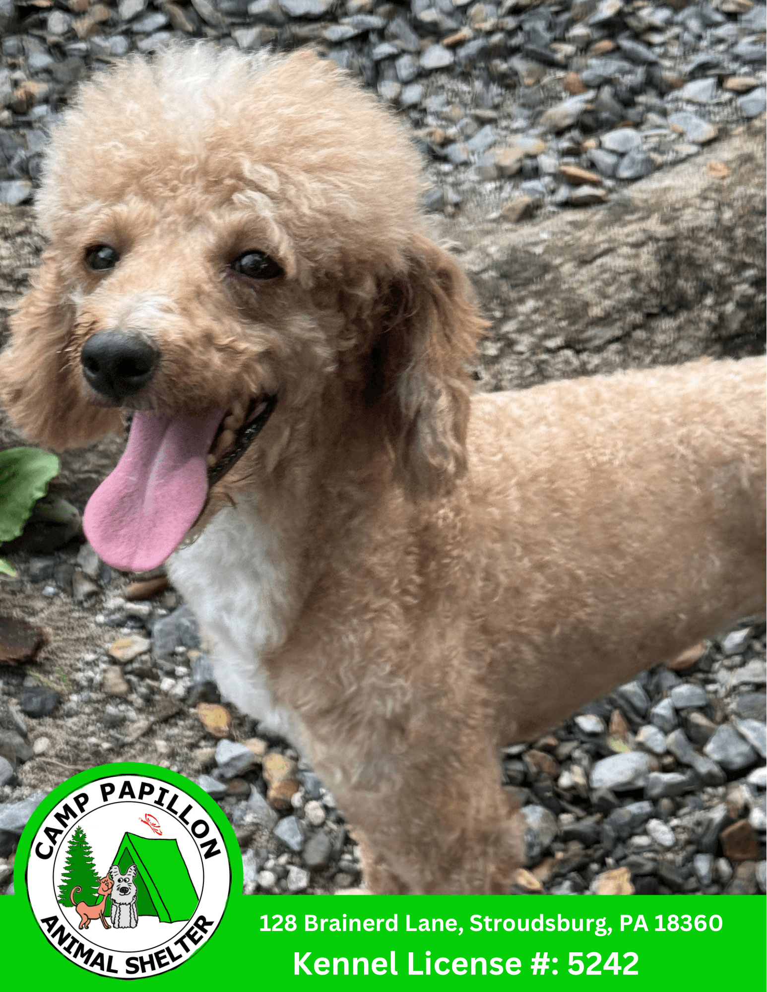 Buffett - Poodle (Miniature)