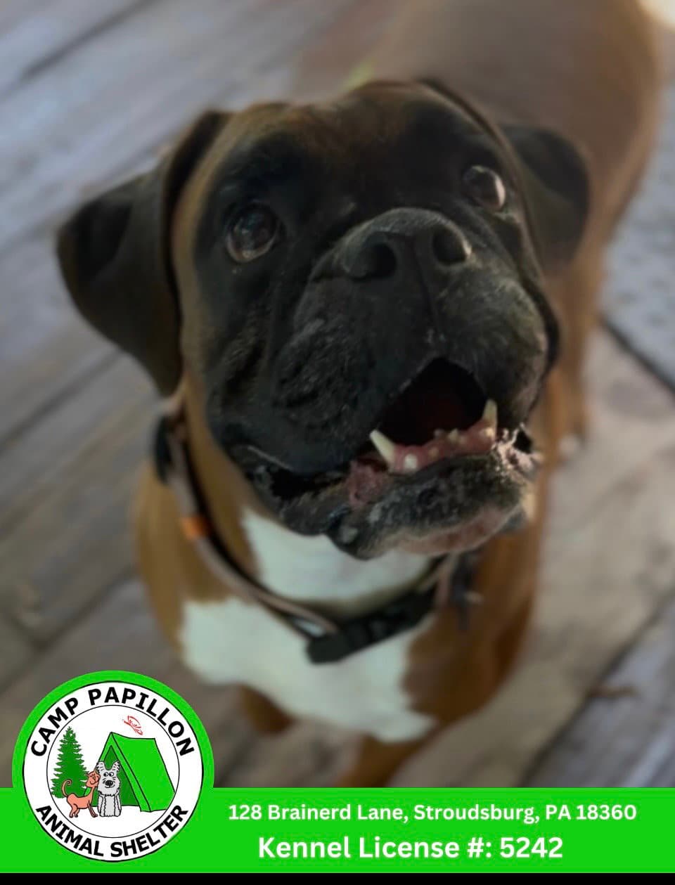 Swiss - Boxer