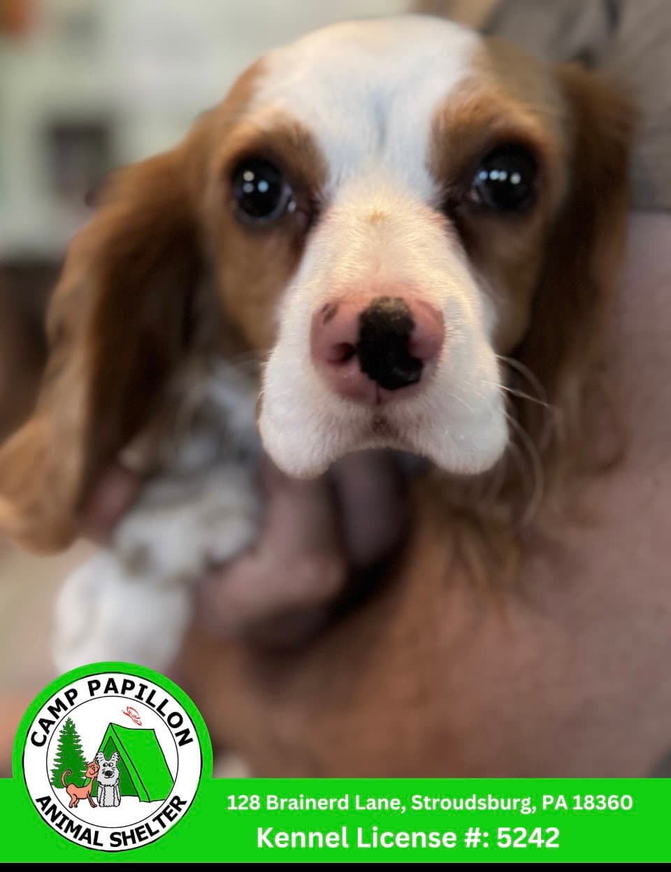 Flick - Cavalier King Charles Spaniel