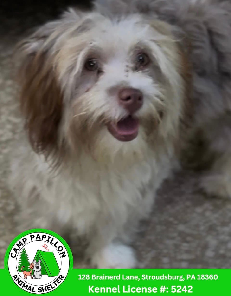 Wilma - Havanese