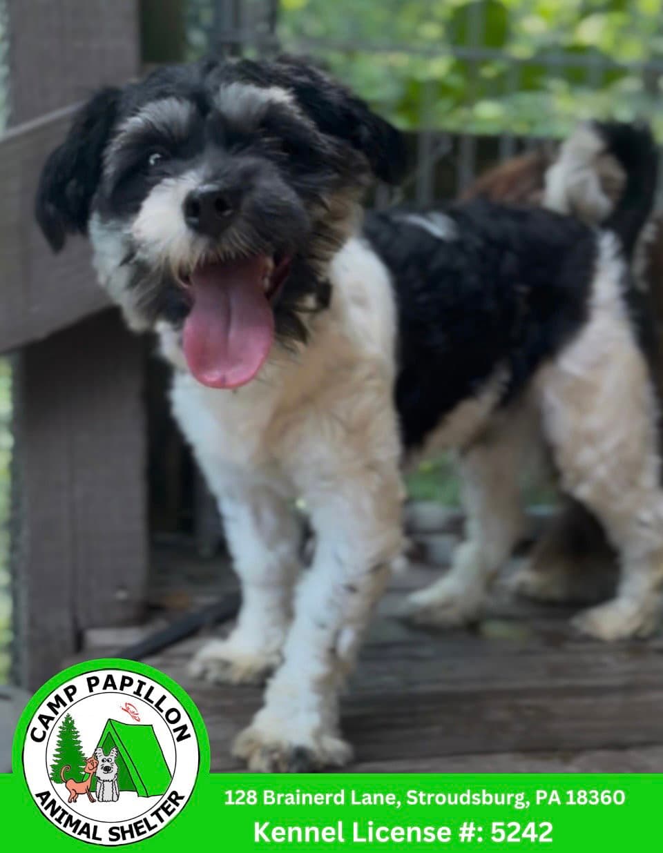 Otto - Havanese