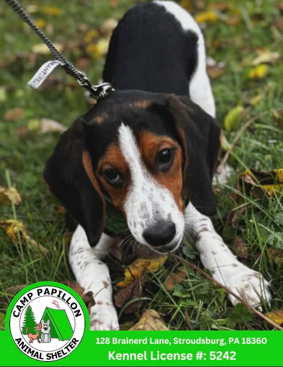 Arlo - Beagle
