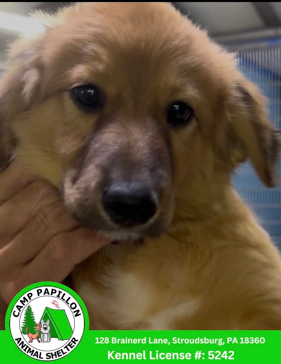 Rey - English Shepherd