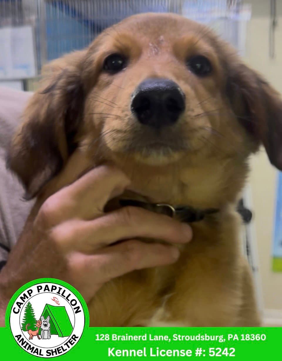Baby Yoda - English Shepherd