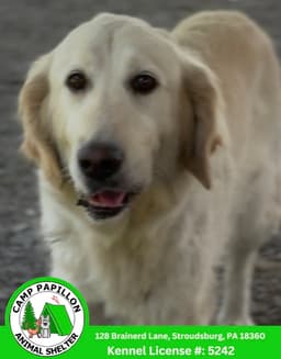 Izzy image 1