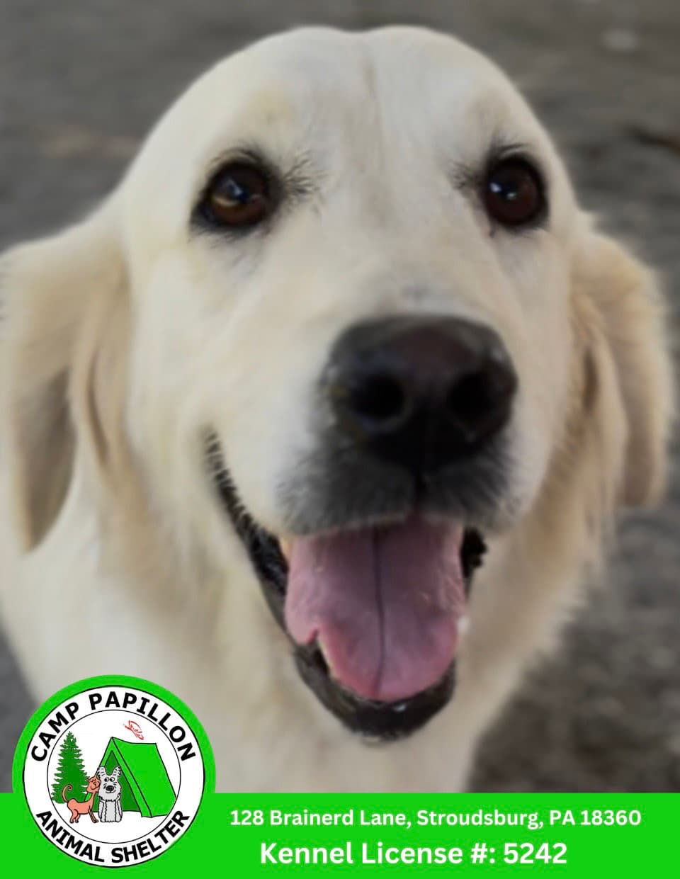 Meringue - Golden Retriever