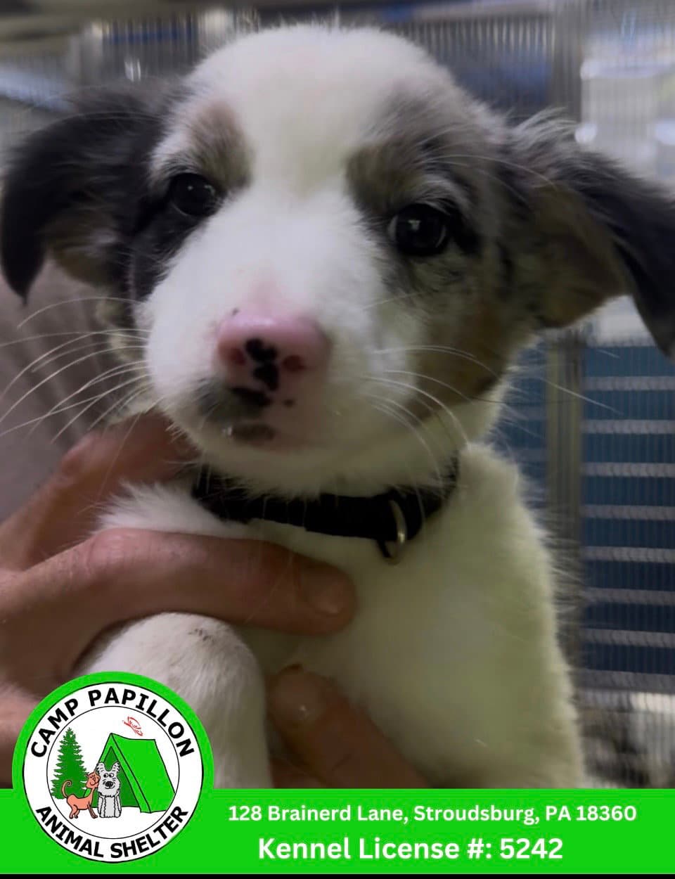 Patch - Border Collie