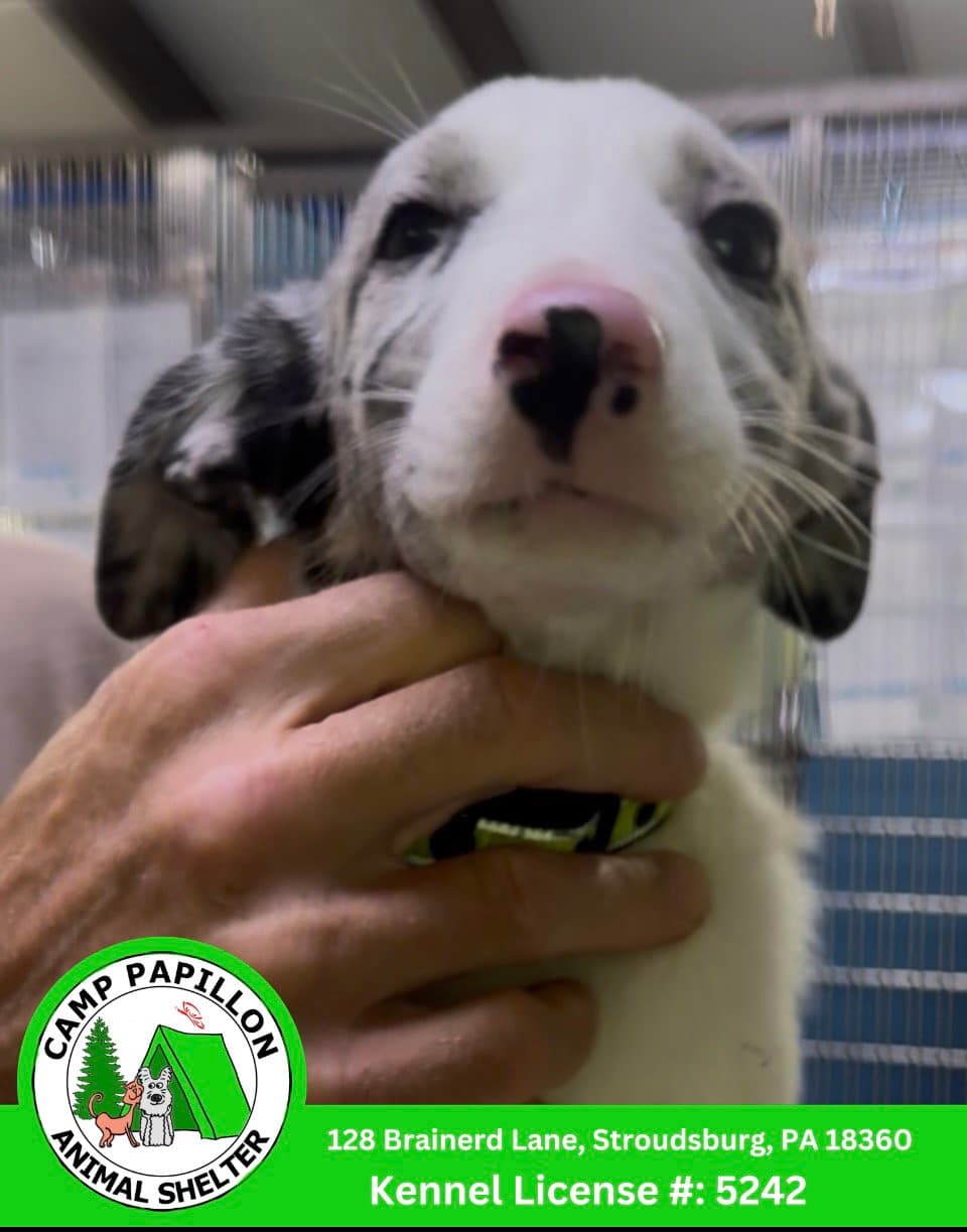 Spotty - Border Collie
