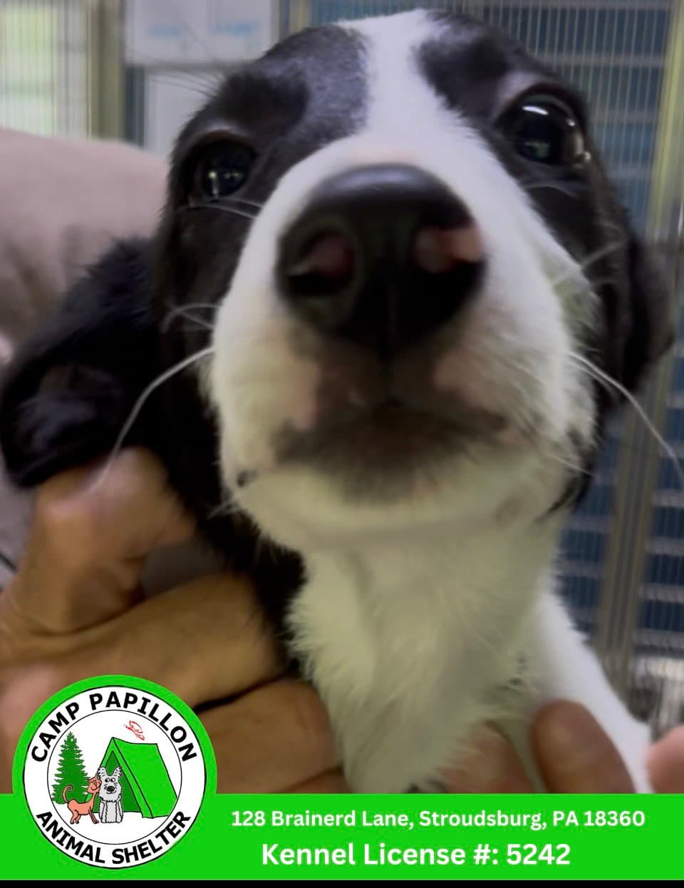 Homer - Border Collie