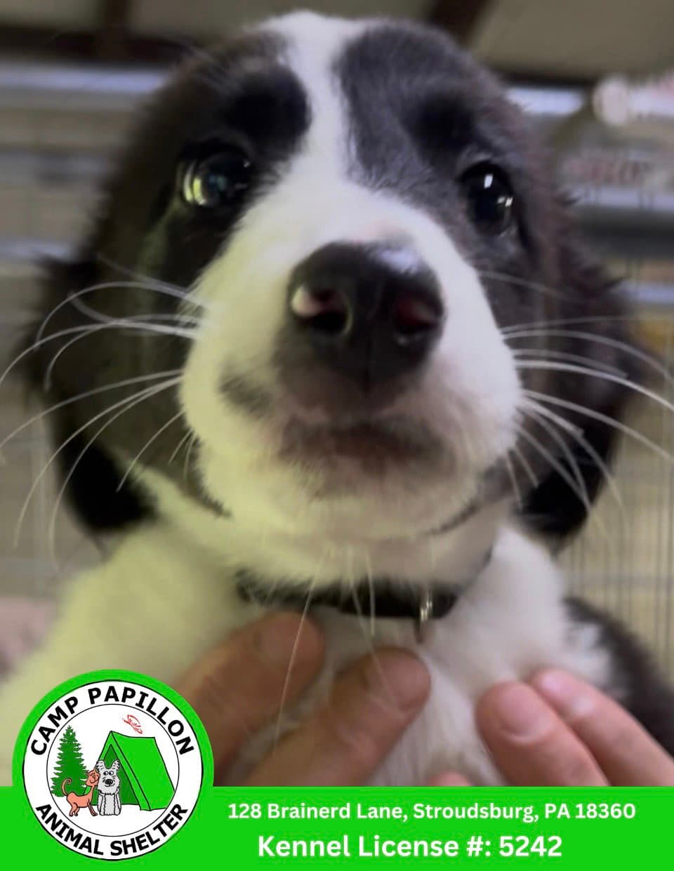 Lisa - Border Collie