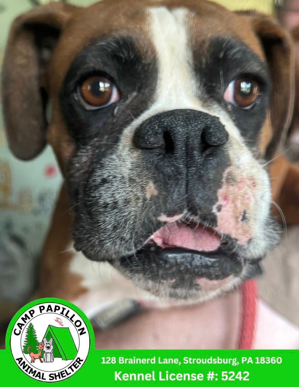 Paula - Boxer