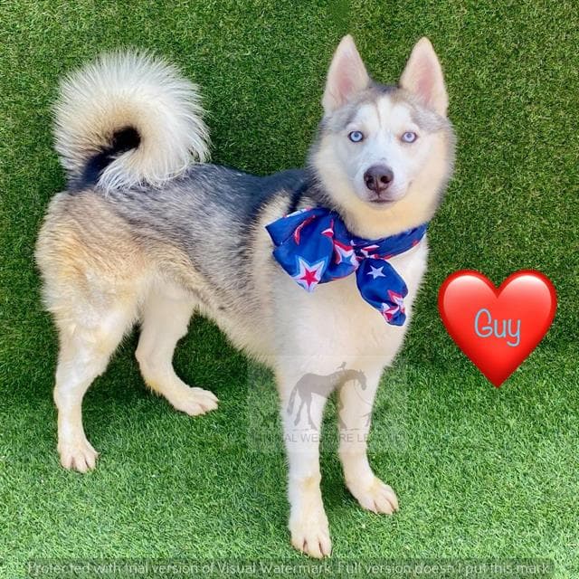 Guy - Siberian Husky